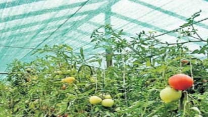 பருவமில்லா காலங்களிலும் காய்கறிகளை அறுவடை செய்ய உதவும் தொழில்நுட்பங்கள்…