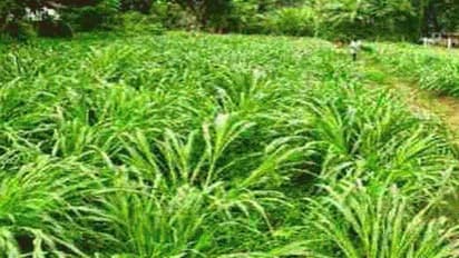 பசுந்தீவனத்தின் பங்கு முதல் பயிரிடும் முறை வரை ஒரு அலசல்…