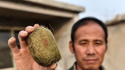 ఓ పంది ఇతన్ని కోటీశ్వరుడిని చేసింది.