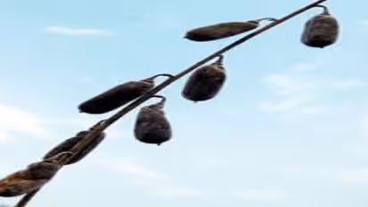 மண் அரிப்பை தடுத்து மண் வளத்தை பெருக்க ஒரு வழி இருக்கு…