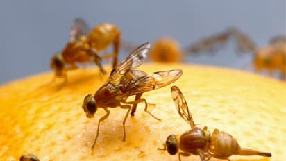 పండ్ల మీద వచ్చే సన్నదోమ.. చికాకు పుట్టిస్తోందా? వీటితో తరిమికొట్టండి...