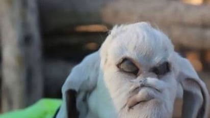 ഈ ആട് കാണാന് മാത്രമാണ് ഭീകരജീവി..!