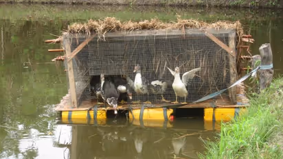 ஒருங்கிணைந்த பண்ணையில் வாத்து - மீன் வளர்ப்பு முறை கூட இருக்கு...