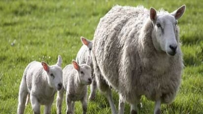 செம்மறி ஆடுகளை நோய்த் தாக்குதலில் இருந்து தடுக்கும் நடவடிக்கைகள் ஒரு அலசல்...