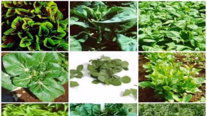 குழந்தைகள் ஆரோக்கியமாக வளர உணவில் தினமும் ஒரு கீரை சேர்ப்பது அவசியம்…