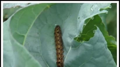 பூச்சி தாக்குதலை தடுக்க இந்த மேலாண்மை முறைகளை கையாண்டலே போதும்...