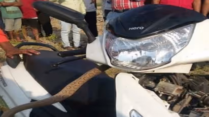 பாம்பு ஏறியது கூட தெரியாமல் பைக் ஒட்டிய வாலிபர் ..! பிறகு என்ன நடந்தது என்பதை நீங்களே பாருங்கள்...!