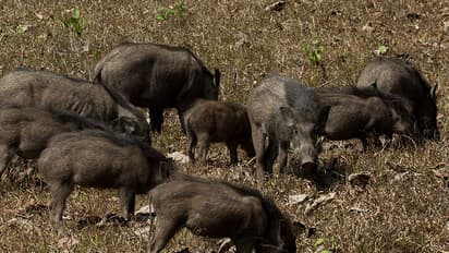 Harassed by pigs, Karnataka villagers launch 'Operation Varaha'