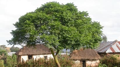 சுற்றுச்சூழலை காக்கும் வேப்ப மரத்தை பூச்சிக் கொல்லியாய் பயன்படுத்தலாமா?