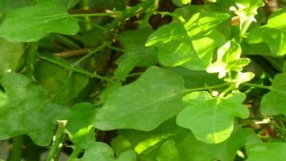 தூதுவளையை எப்படியெல்லாம் சாப்பிட்டால் என்னவெல்லாம் பயன்கள் கிடைக்கும்…