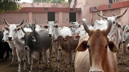 கால்நடைகளுக்கு ஏற்படும் இந்த நோய்களுக்கு இயற்கை வைத்தியத்தில் மருந்து இருக்கு...