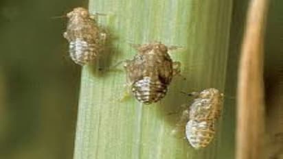 உயிரி முறையில் பூச்சி மற்றும் நோய்த் தாக்குதலைக் கட்டுப்படுத்துவது எப்படி?