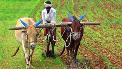 रबी की बुवाई हुई धीमी, जमीन में अभी कम है नमी