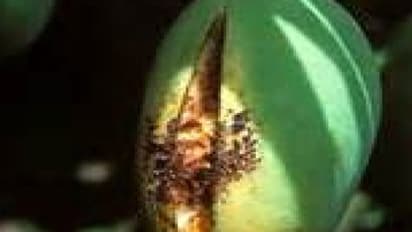 மா சாகுபடியில் போரான் சத்துக் குறைபாட்டை நிவர்த்தி செய்யும் முறை இதோ…