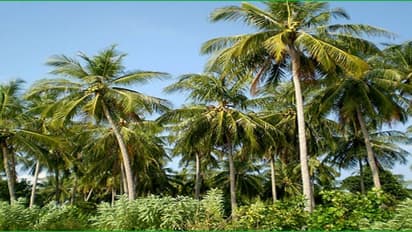 தென்னையில் ஊட்டச்சத்துகள் குறைந்தால் என்னென்ன விளைவுகள் ஏற்படும்?