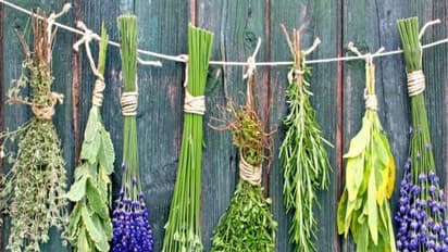 சிறுநீரக கோளாறுகளை போக்க இந்த மூலிகைப் பொடி உங்களுக்கு கைக்கொடுக்கும்...