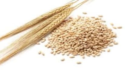 பார்லியில் ஒளிந்திருக்கும் மருத்துவ நன்மைகள் இதோ…