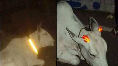 Holy cow! Police in MP put glow-in-the-dark strips on cattle
