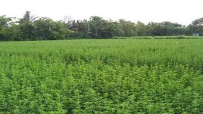 தீவனங்களின் அரசியான குதிரை மசால் சாகுபடி செய்யலாமா?