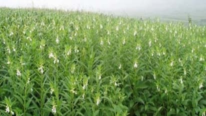 இயற்கை முறையில் நீங்களும் செய்யலாம் எள்ளு சாகுபடி