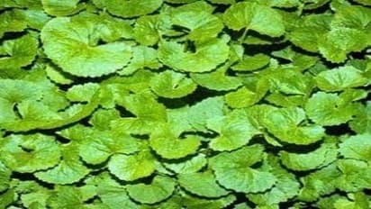 வல்லாரைக் கீரையில் பொதிந்து கிடக்கும் மருத்துவ பயன்கள்…