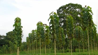 எந்தெந்த மரங்கள் எதுக்கெல்லாம் பயன்படுகிறது? இதை வாசிச்சு தெரிஞ்சுக்குங்க...