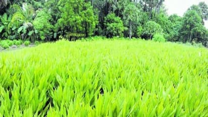 இயற்கை முறையில் மஞ்சள் சாகுபடி செய்யலாமா? விதை தேர்வு முதல் அறுவடை வரை...