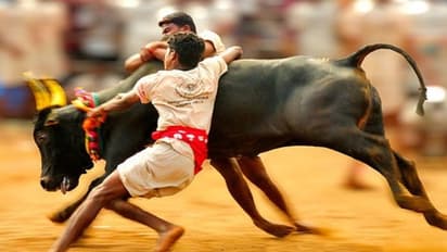 ஜல்லிக்கட்டு தடை நீக்கம்...!!! - இரு வேறு கருத்துகள் போராட்டம் விலக்கப்படுமா?