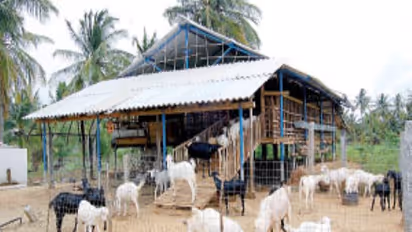 கொட்டில் முறையில் ஆடுகளை வளர்ப்பதால் என்னென்ன நன்மைகள் இருக்கின்றன?c