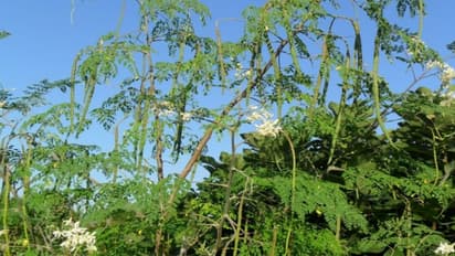 பூச்சி விரட்டிகளை நீங்களே செய்யலாம்; செலவு குறைவு; பயன் அதிகம்…