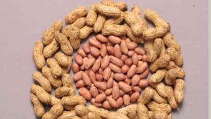 நிலக்கடலையை இந்த இரண்டு பிரச்சனை இருப்பவர்கள் பயன்படுத்தினால் ரொம்ப நல்லது...