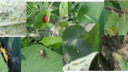 தாவரங்களைத் தாக்கி மகசூலைக் குறைக்கும் பூச்சிக்களை கட்டுபடுத்த பல்வேறு கரைசல்கள்…