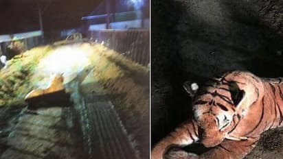 കടുവ വരുന്നേ എന്ന് കേട്ട് പോയ പൊലീസ് നാണം കെട്ടു