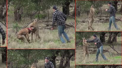 (ವಿಡಿಯೋ)ತನ್ನ ನಾಯಿಯನ್ನು ಕಾಪಾಡಲು ಕಾಂಗರೂನೊಂದಿಗೆ ಸೆಣಸಾಡಿದನೀತ!