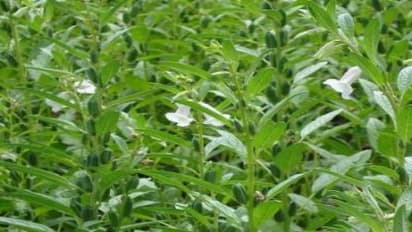 எள் சாகுபடியில் உரமும், உரமிடுதலும் எப்படி செய்யலாம்? இதோ சில டிப்ஸ்..