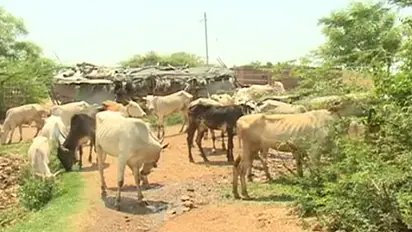 ಹಸಿದ ಗೋವುಗಳಿಗೆ ಸಿಗುತ್ತಿಲ್ಲ ಮೇವು!: ರೈತರ ವಿರುದ್ಧವೇ ದರ್ಪ ತೋರಿಸ್ತಾರಂತೆ ಅಧಿಕಾರಿಗಳು!