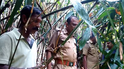 പെണ് പുലിയെ വെടിവെച്ചു കൊന്നയാളെ ആണ് പുലി കടിച്ചു കൊന്നു, രണ്ടാം പ്രതി പിടിയില്