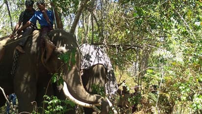 റേഡിയോ കോളര് ഘടിപ്പിച്ച കാട്ടാന വിണ്ടും കൃഷി നശിപ്പിച്ചു