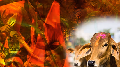 No Punches Pulled: Stop killing in the name of cow of protection, build gaushalas instead