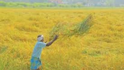 கிச்சலிச்சம்பா ரக நெல்லை எப்போது அறுவடை செய்யணும்? இதை வாசிங்க தெரியும்...