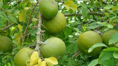 வில்வ மரத்தில் எவ்வளவு மருத்துவ குணங்கள் இருக்குனு இதை வாசிங்க தெரியும்...