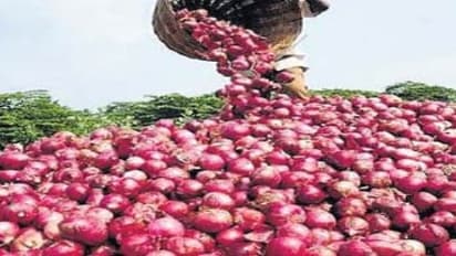 பெல்லாரி வெங்காயத்தில் அறுவடை மற்றும் பதப்படுத்துதல் மிக அவசியம்…