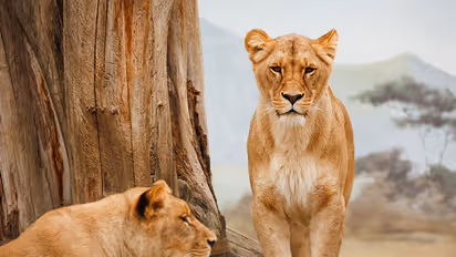 സിംഹങ്ങള്‍ക്ക് നടുവില്‍ കൊടുംകാട്ടില്‍ യുവതിക്ക് സുഖപ്രസവം