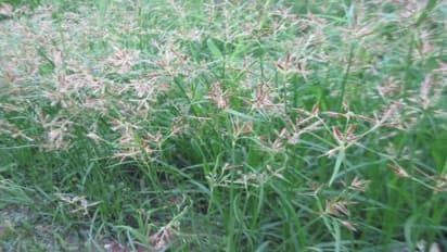 கோரை, அருகம்புல் களைகளை கட்டுப்படுத்தும் இந்த முறைகள் பயன்படுத்தலாம்…