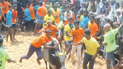 கள்ளூர் கிராமத்தில் மஞ்சு விரட்டு; சீறிப்பாய்ந்த காளைகள் தூக்கிவீசி பந்தாடியதில் 14 பேர் காயம்...