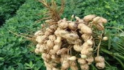 நிலக்கடலை பயிரில் விதைப்பண்ணை அமைத்தால் அதிக மகசூல் பெறலாம்