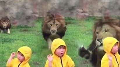 കുട്ടിക്കെതിരെ സിംഹം കുതിച്ചുചാടി.. പിന്നെ സംഭവിച്ചത്