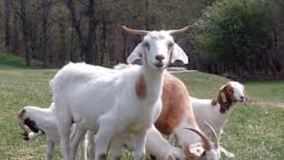 இறைச்சிக்காக ஆடுவளர்ப்போர் தலைச்சேரி ஆட்டினத்தை வளர்த்தால் வருமானம் கொட்டும்...