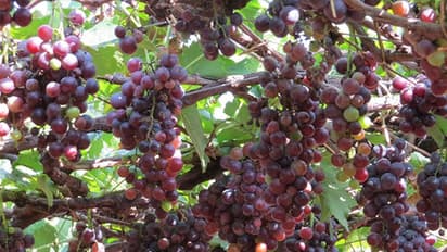 ಹೊರ ರಾಜ್ಯಕ್ಕೆ ದ್ರಾಕ್ಷಿ ಸಾಗಣೆಗೆ ಅನುಮತಿ