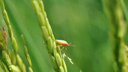 வெவ்வேறு விதமான பயிர்களும், அவற்றைத் தாக்கும் பூச்சிகளும் ஒரு அலசல்...